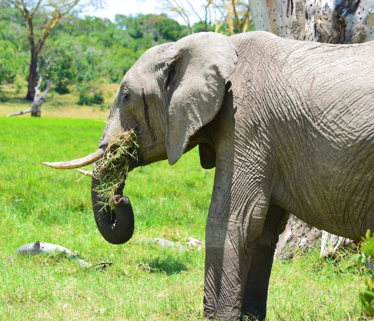 A bull grazing at Olpejeta Conservancy